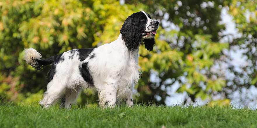 Dog breed English Springer Spaniel in outdoors.