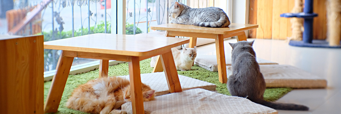 Don't Want a Cat But Want to Hang Out with One? Chapel Hill Cafe is the Place for You