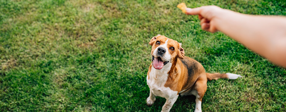 Feeding happy dog with treats.