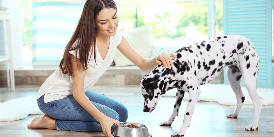 Female owner feeding her dalmatian dog