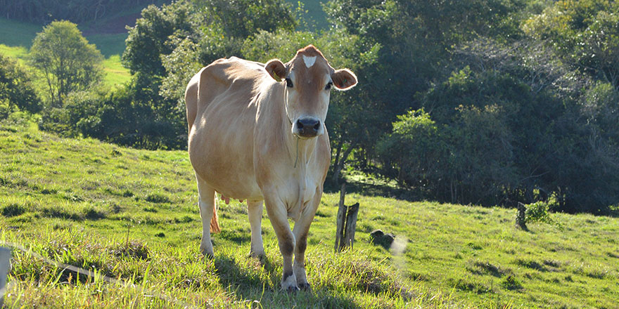 Free-range cattle husbandry on a grass field.y