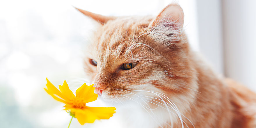 Ginger cat smells a bright yellow flower