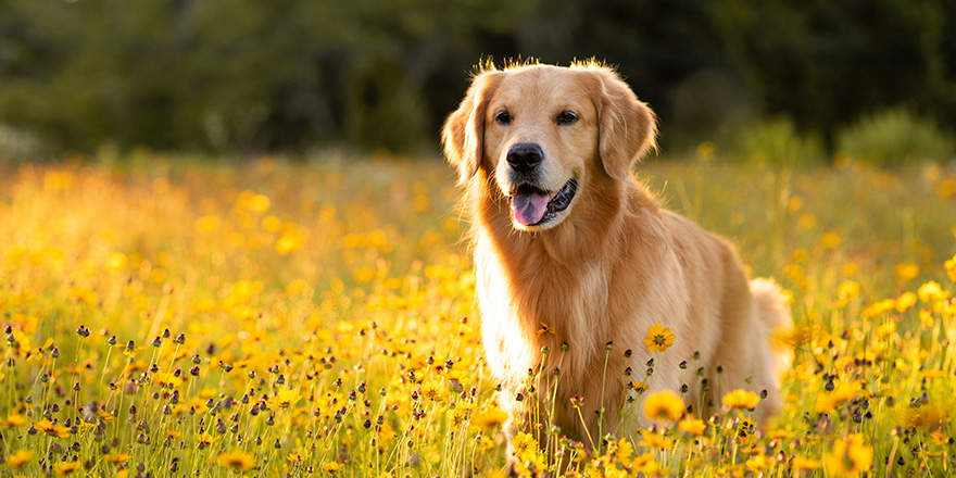 Golden Retriever in the field with yellow flowers.