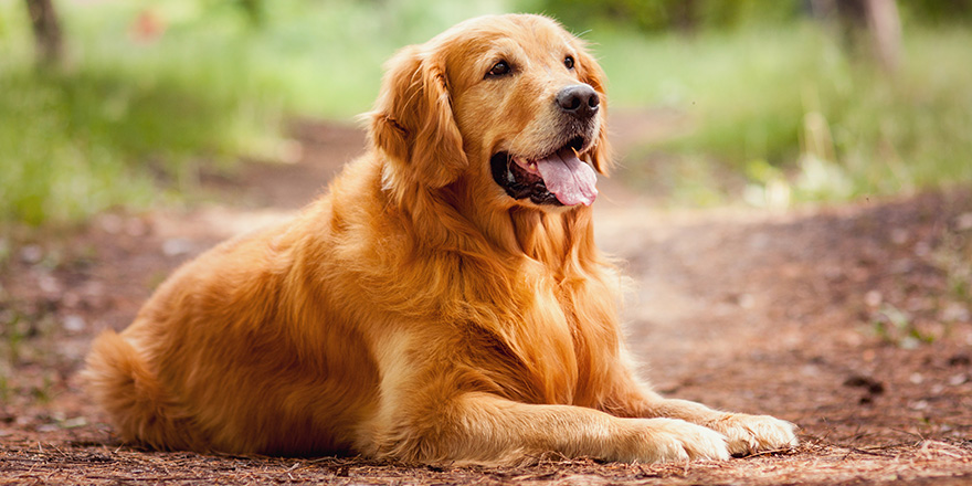 Golden Retriever