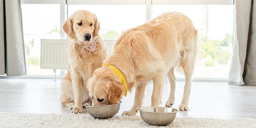 Golden retriever eating from a bowl, while other dog is looking at her