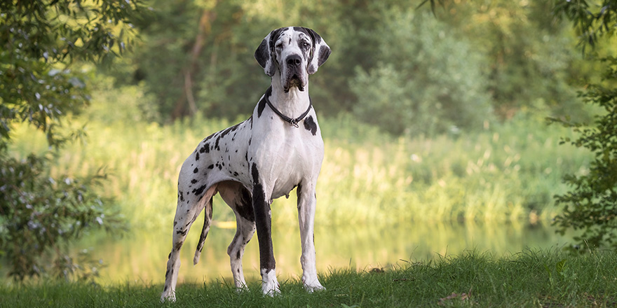 Great dane in beautiful landscapes