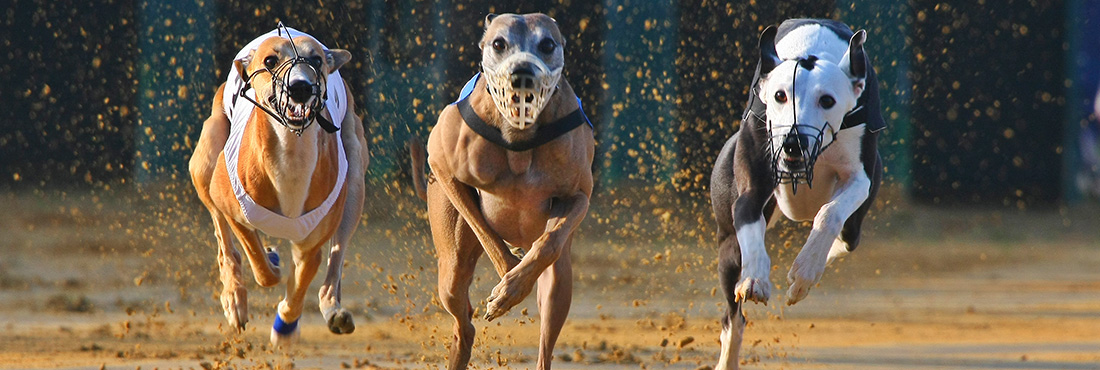 Greyhound Racing Industry Received Criticism After An Injured Dog is Euthanized