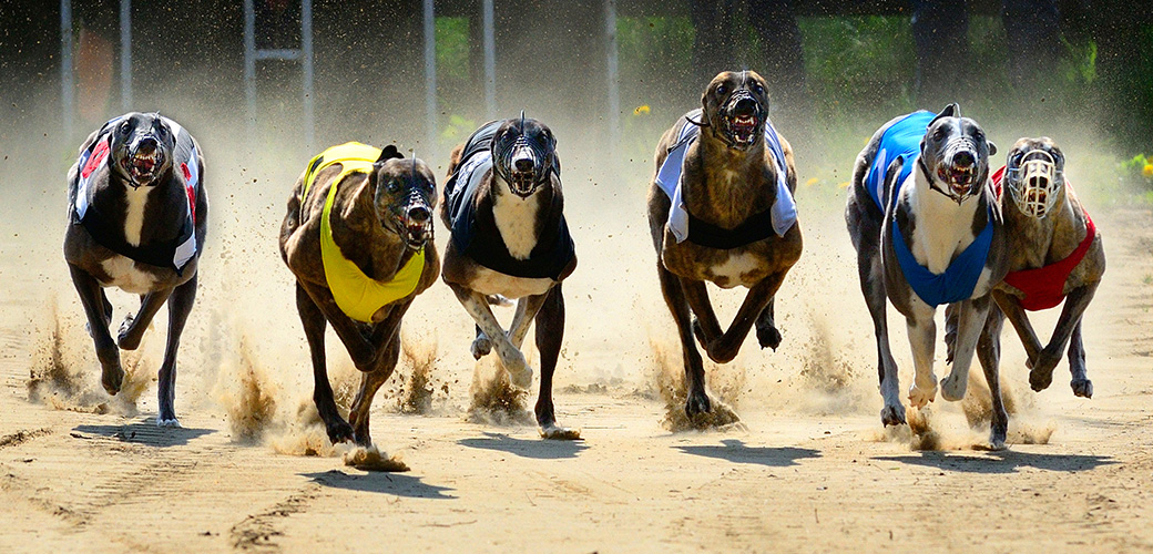 Greyhound Racing