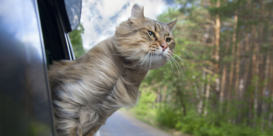 Head Cat out of a car window in motion