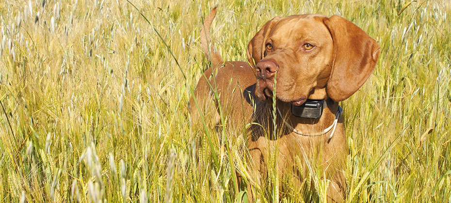 Hunting dog in the ripening grain wearing bark collar.