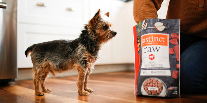 Small breed dog awaits his portion of Instinct Frozen Raw Dog Food in the kitchen.