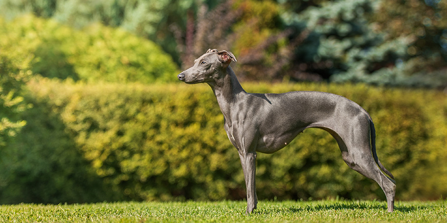 Italian greyhound