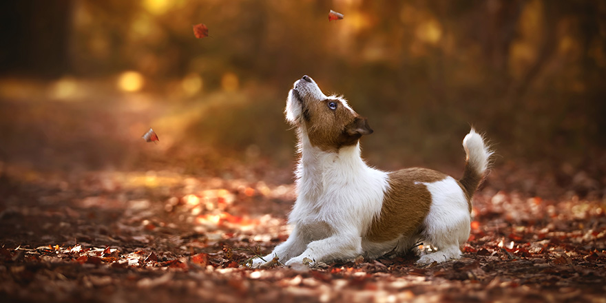 Jack Russell Terrier in the autumn forest