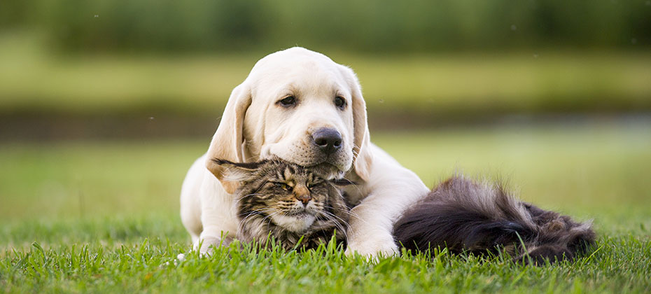 Lab puppy and a long-hired tabby gray cat are lying down in the grass. Dog is hugging kitty.