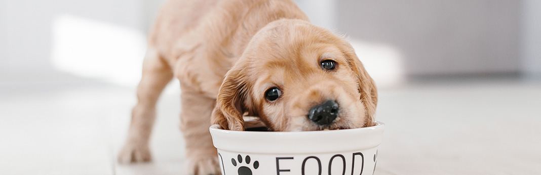 Lactose-Intolerance-in-Dogs-Signs-Your-Dog-May-Be-Lactose-Intolerant