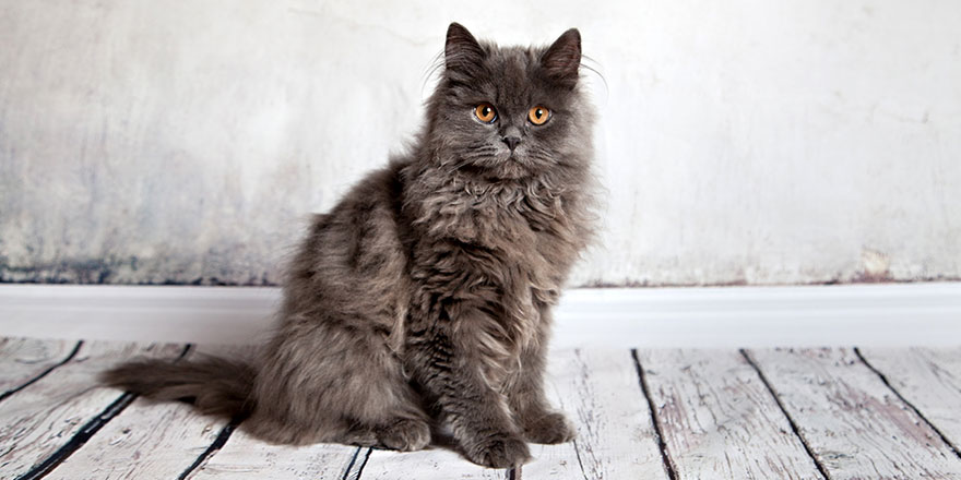 Longhair Persian Cat