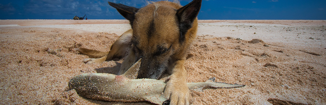 Meat From Endangered Sharks Found in Dog and Cat Food