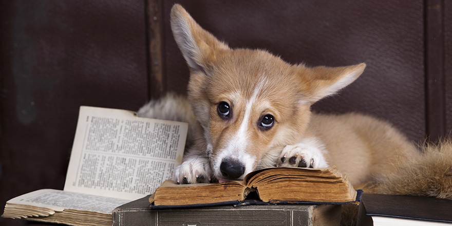 Pembroke welsh Corgi reading a book