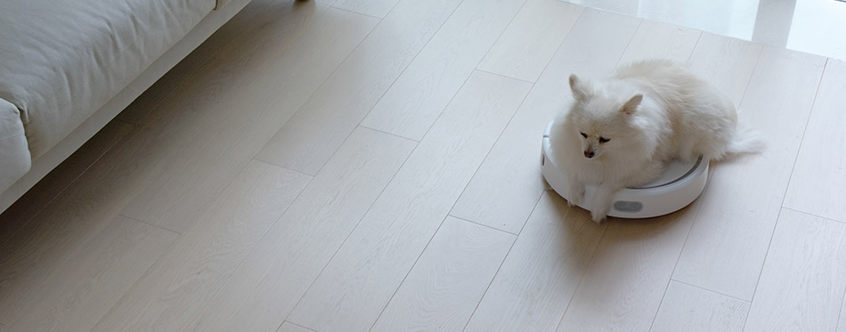 Pomeranian Dog sit on robotic vacuum cleaner slides across the room