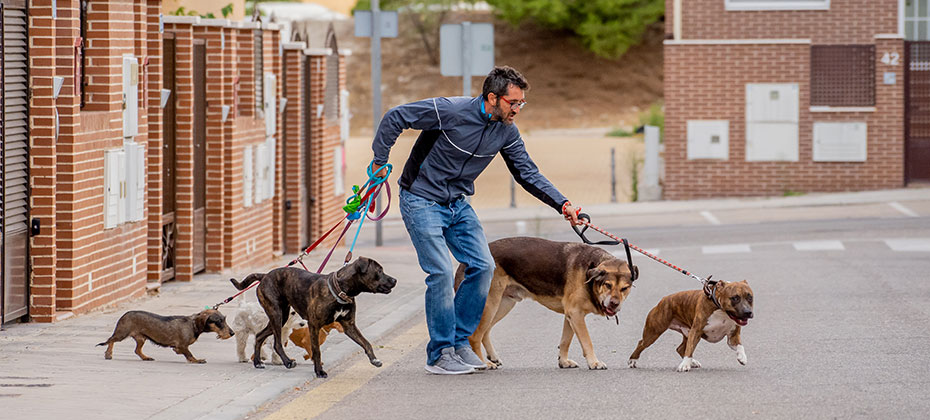 Professional dog walker walking a pack of dogs on leash at city street.