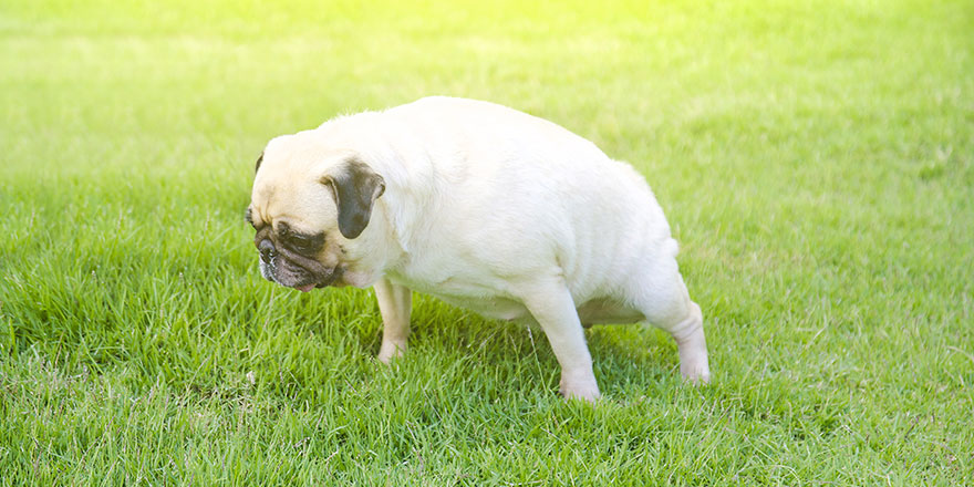 Female Pug pee on green grass.