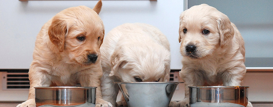 Puppies eating food in the kitchen like little gourmets.