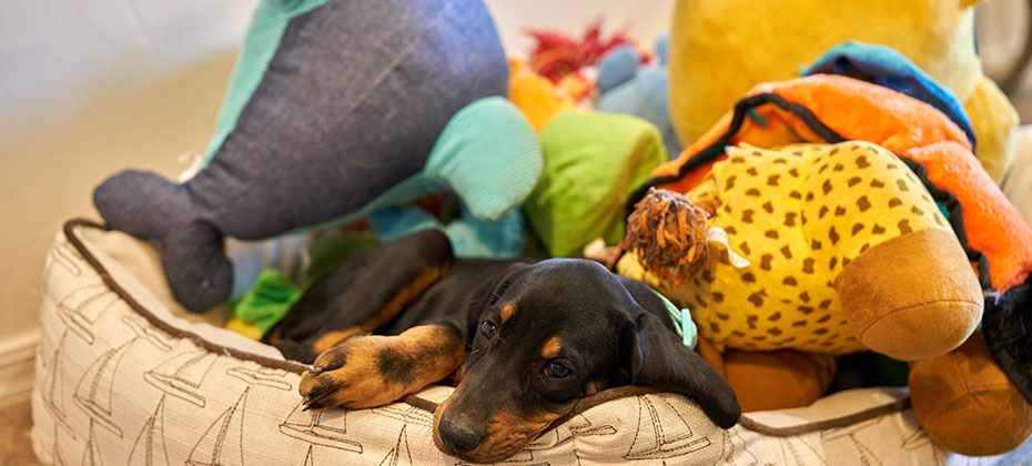 Puppy sleeping on pillow with plush toys