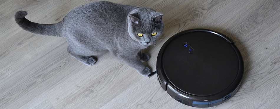 Robotic vacuum cleaner with a cat in the room. Fluffy british shorthair cat is playing with a robot vacuum.