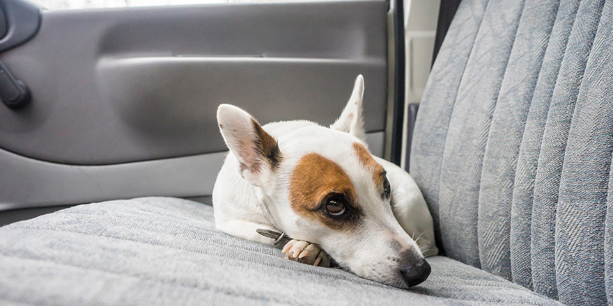 Scarred dog at backseat