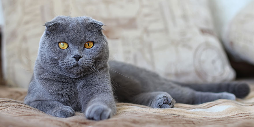 Scottish fold cat