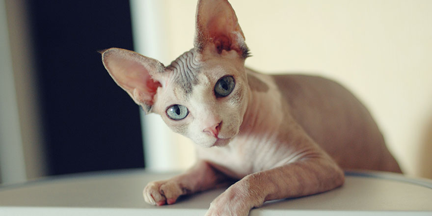 Sphynx cat