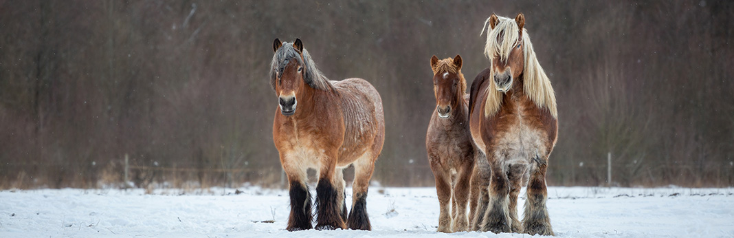 The-Belgian-Horse-Fun-Facts-and-Breed-Information