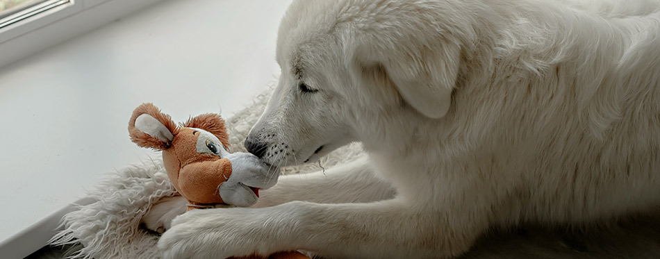 The dog breaks and tears the soft toy. 