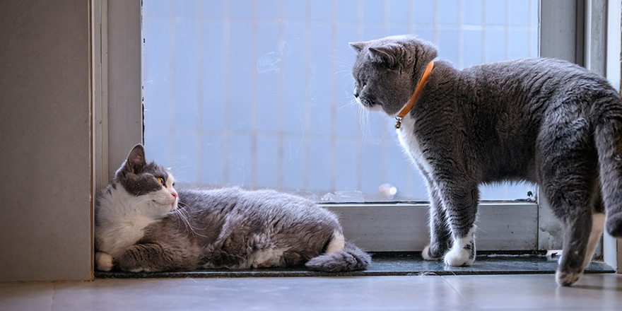 Two British short hair cats, shot indoors