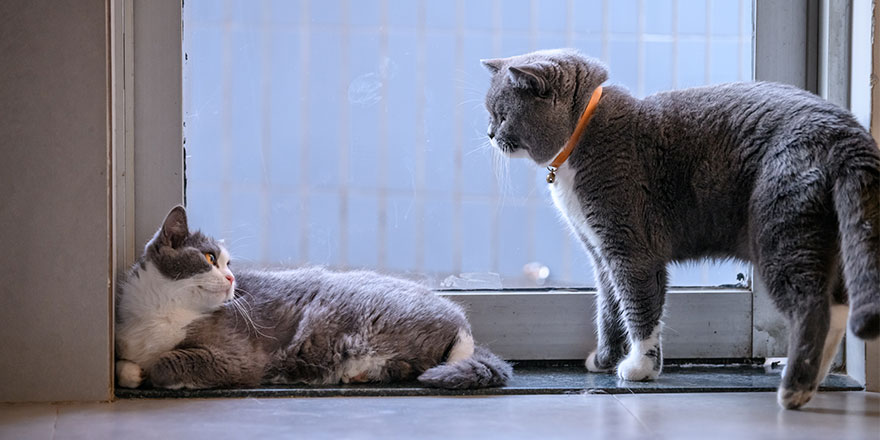 Two British short hair cats