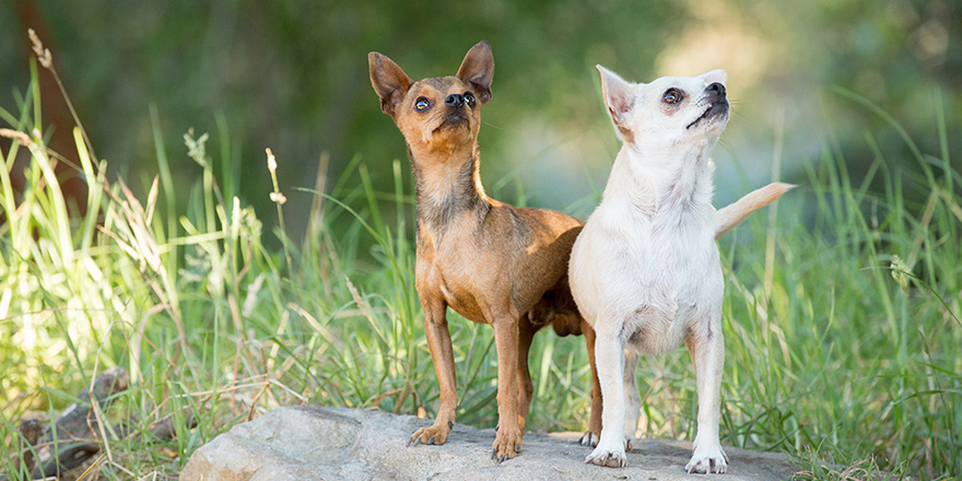 Two chihuahua dogs standing together on a rock in a forest