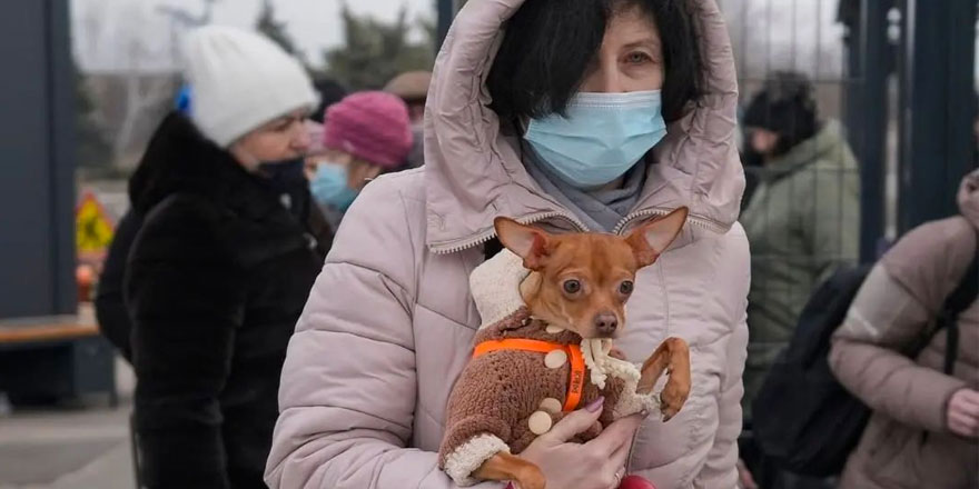 A Ukrainian woman in a winter jacket, with a hoodie and a face mask on, holding her Chihuahua dog fleeing from Russian aggression.