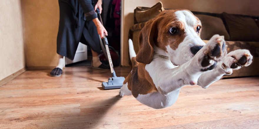 Very terrible vacuum cleaner , focus on dog head