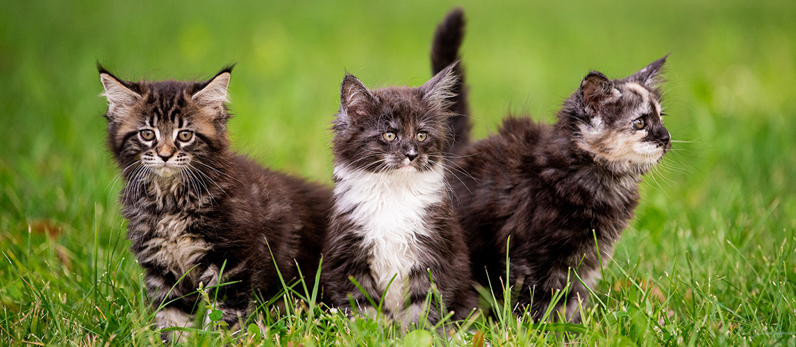 We’ve-Found-How-to-Choose-the-Best-Cat-DNA-Test-for-Your-Needs