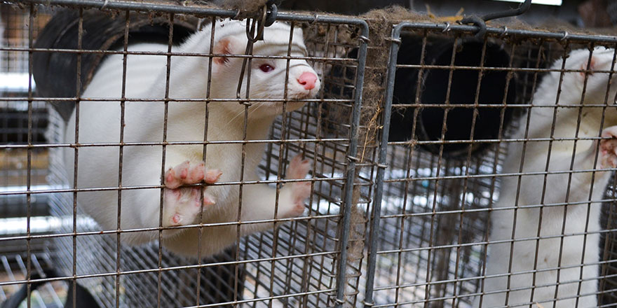 White American Minks in cages