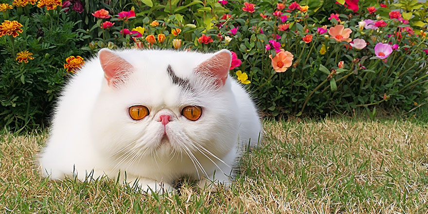 White exotic shorthair cat