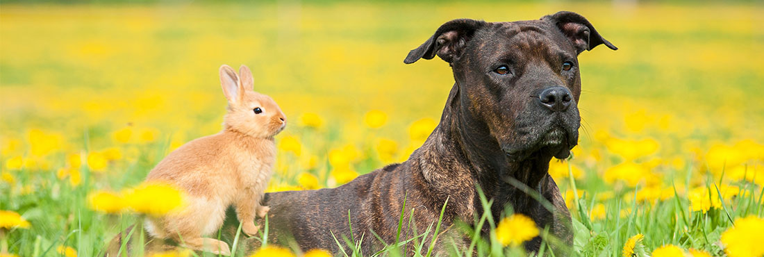 Why Do Dogs Eat Rabbit Poop