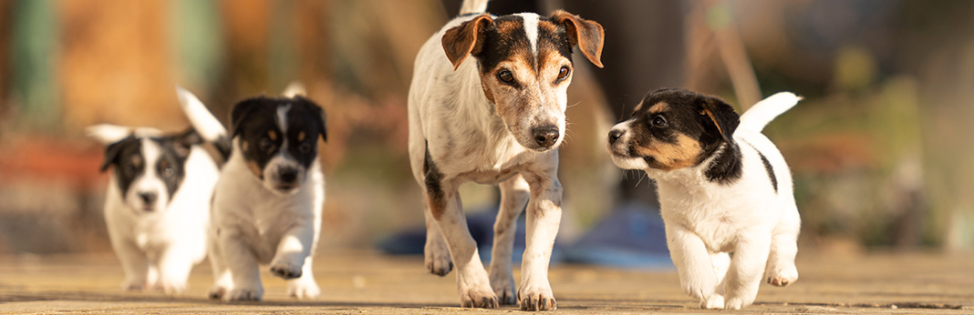 Why Does My Dog Hate Puppies?