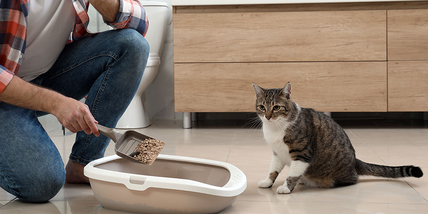Young man is cleaning a litter box in a bathroom while gray and white tabby cat sitting next to it.