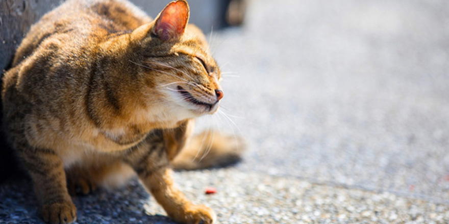 cat scratching its ear