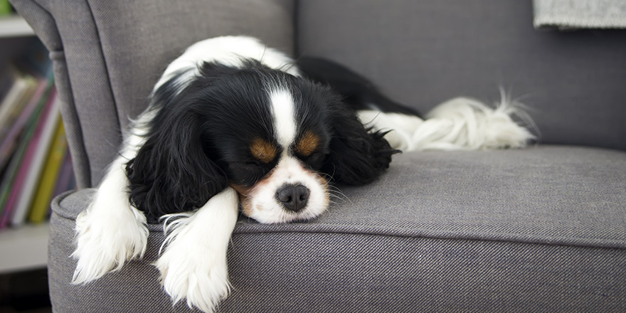 Cute dog is sleeping on a grey sofa.