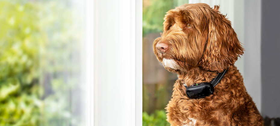 Cute Labradoodle dog sitting alone by the window while wearing no bark training collar.