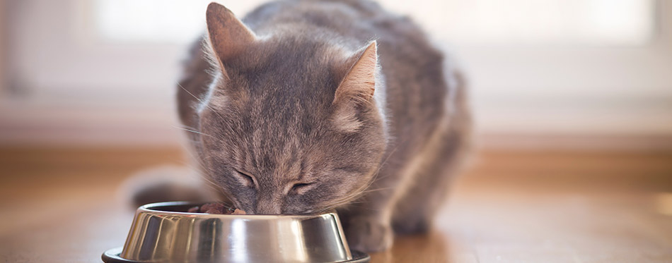 Gray Tabby cat is eating her food out of stainless steel food bowl.