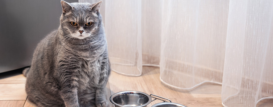 fat British cat sits in front of an empty bowl and waits for food