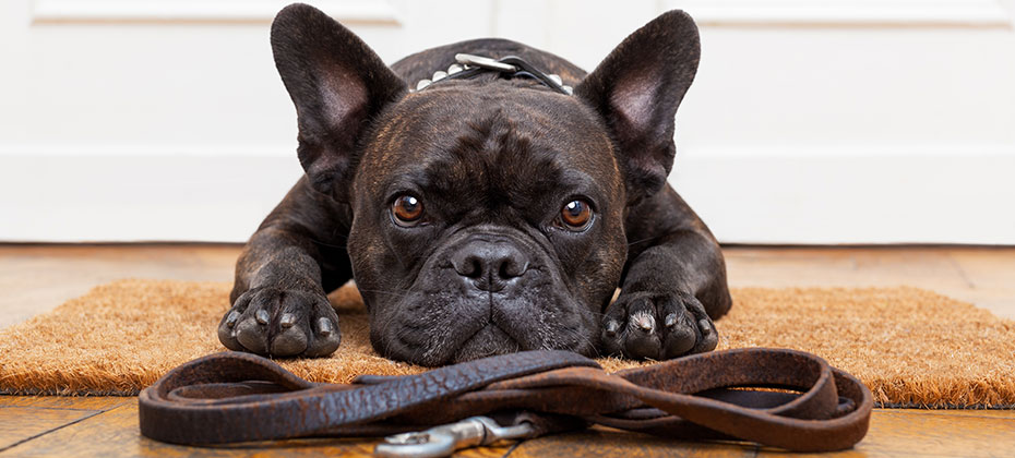 French bulldog is laying down on a door mat with a leash in front of him.